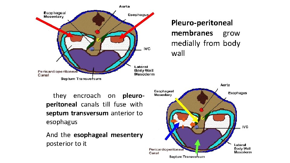 Pleuro-peritoneal membranes grow medially from body wall they encroach on pleuroperitoneal canals till fuse