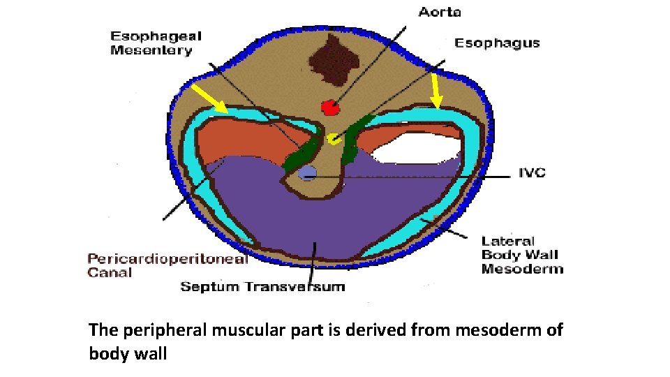The peripheral muscular part is derived from mesoderm of body wall 