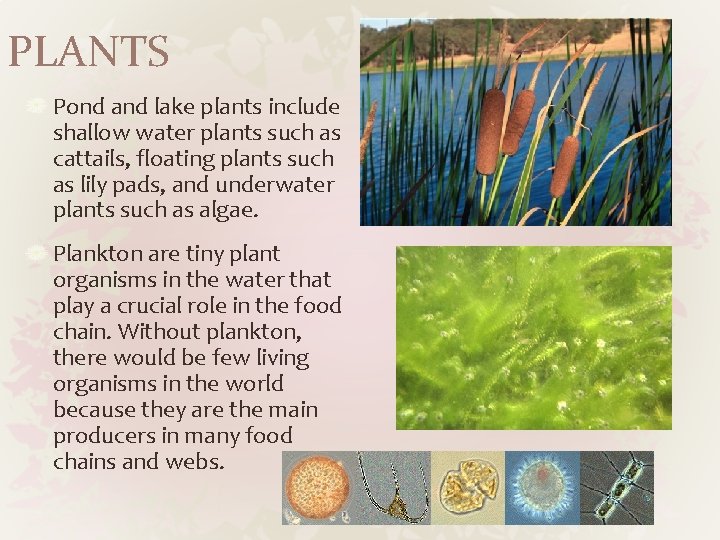 PLANTS Pond and lake plants include shallow water plants such as cattails, floating plants