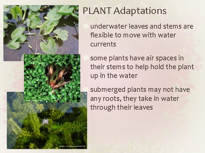 PLANT Adaptations underwater leaves and stems are flexible to move with water currents some