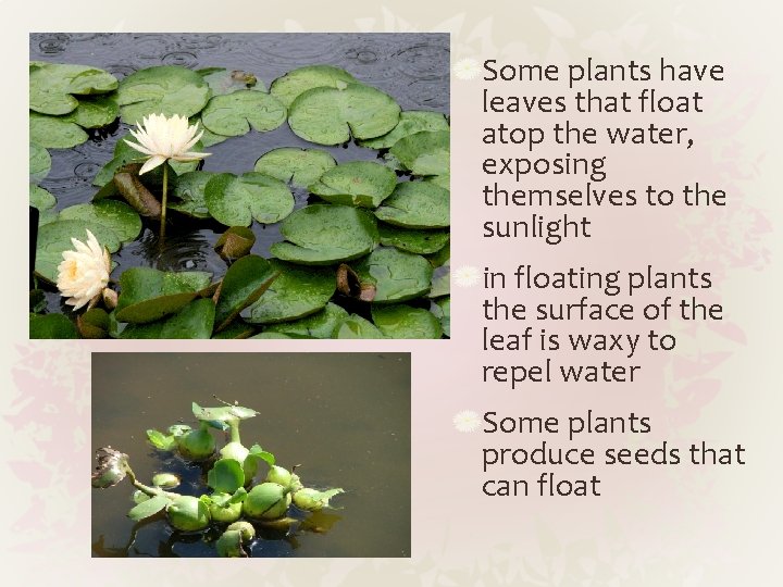 Some plants have leaves that float atop the water, exposing themselves to the sunlight