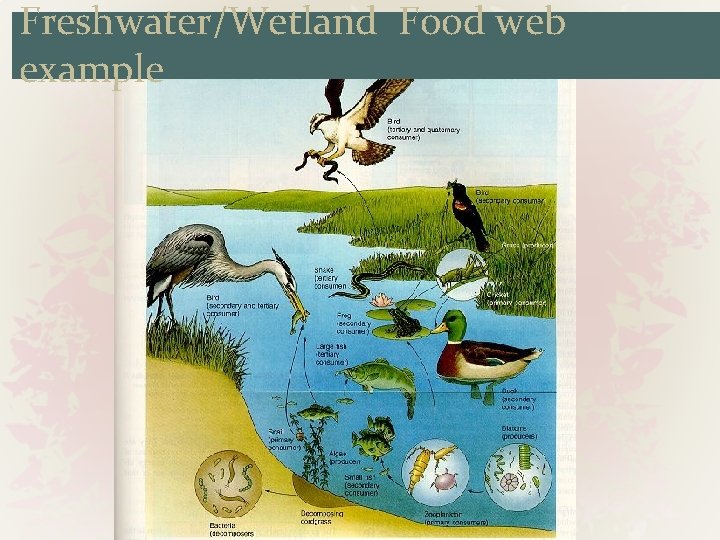 Freshwater/Wetland Food web example 