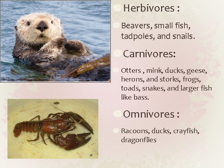 Herbivores : Beavers, small fish, tadpoles, and snails. Carnivores: Otters , mink, ducks, geese,