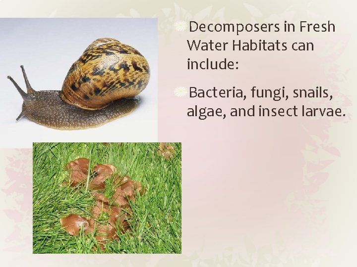 Decomposers in Fresh Water Habitats can include: Bacteria, fungi, snails, algae, and insect larvae.
