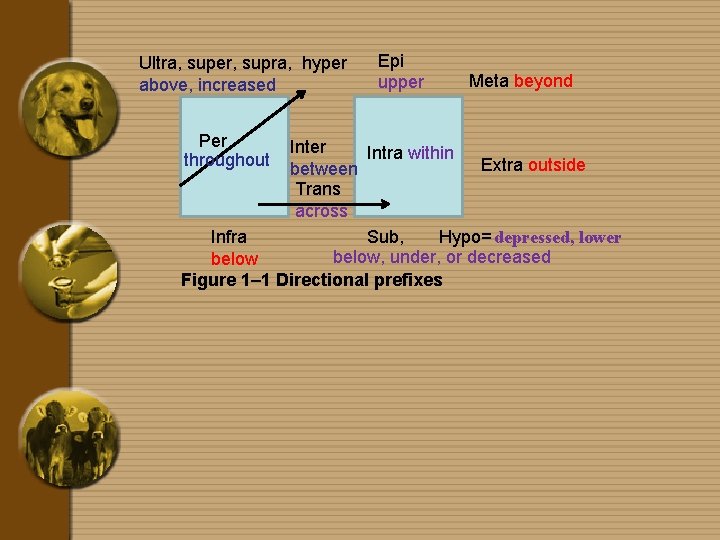 Ultra, super, supra, hyper above, increased Per throughout Epi upper Meta beyond Inter Intra