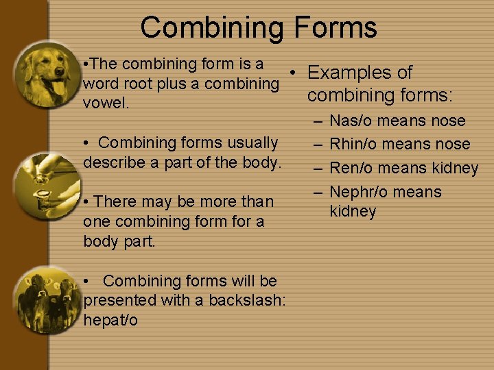 Combining Forms • The combining form is a • Examples of word root plus