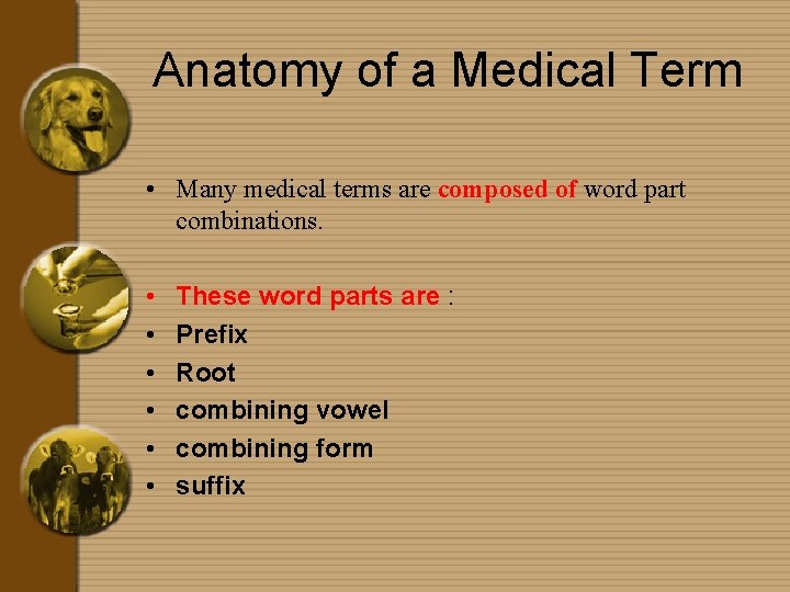 Anatomy of a Medical Term • Many medical terms are composed of word part