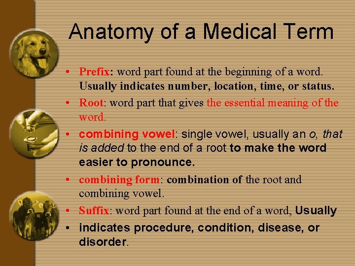 Anatomy of a Medical Term • Prefix: word part found at the beginning of