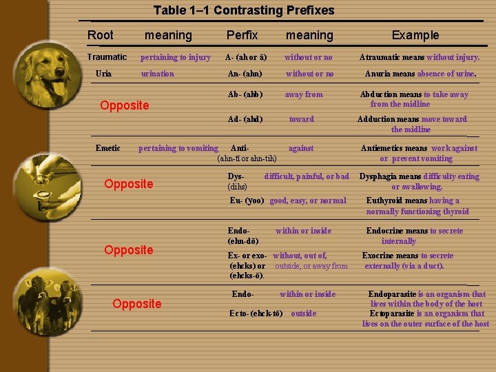 Table 1– 1 Contrasting Prefixes Root Traumatic Uria meaning Perfix meaning pertaining to injury