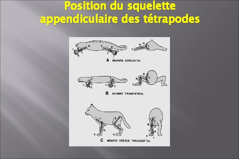 Position du squelette appendiculaire des tétrapodes Position du squelette appendiculaire des tétrapodes