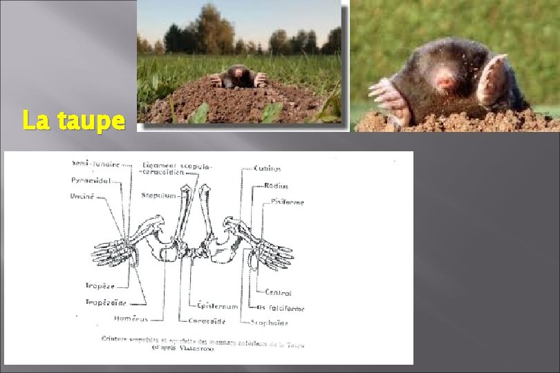 La taupe La taupe