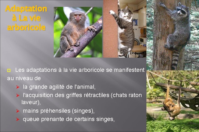 Adaptation à La vie arboricole Les adaptations à la vie arboricole se manifestent au Adaptation à La vie arboricole Les adaptations à la vie arboricole se manifestent au
