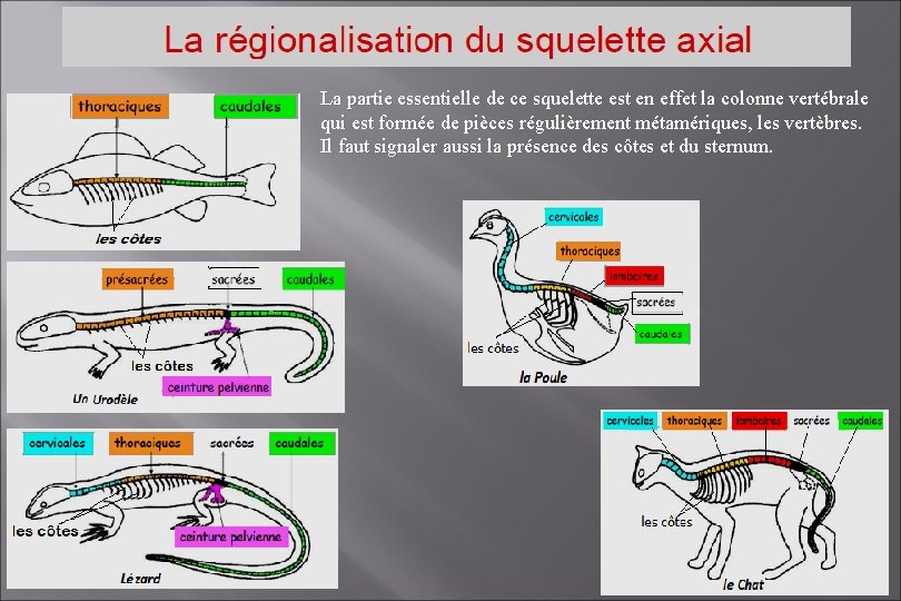 La partie essentielle de ce squelette est en effet la colonne vertébrale qui est La partie essentielle de ce squelette est en effet la colonne vertébrale qui est