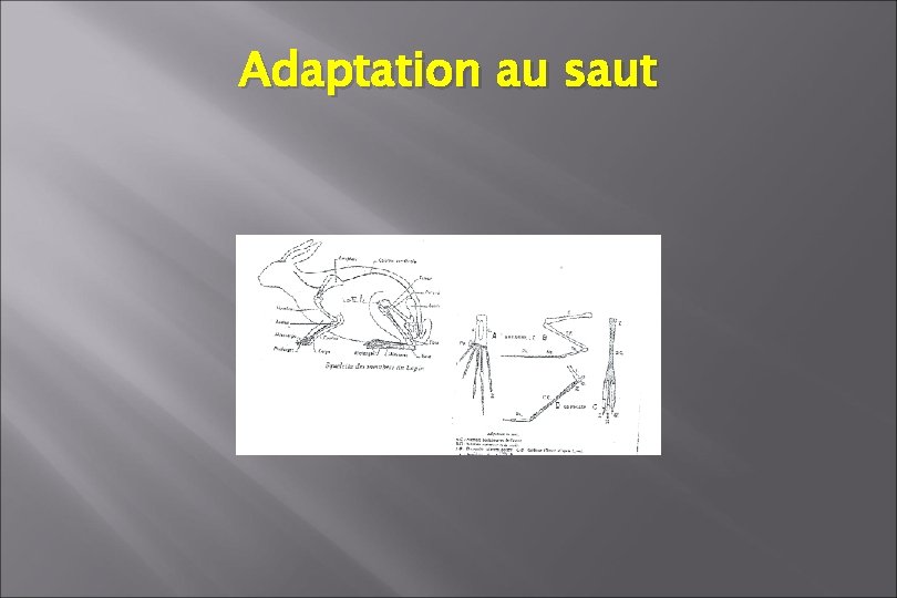 Adaptation au saut Adaptation au saut