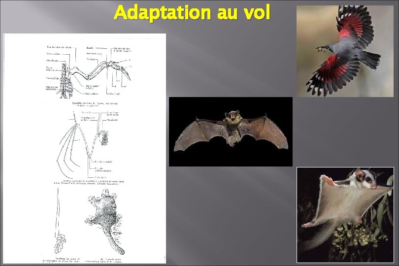 Adaptation au vol Adaptation au vol
