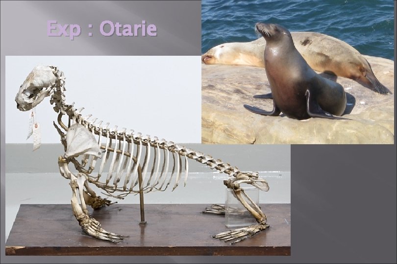 Exp : Otarie Exp : Otarie