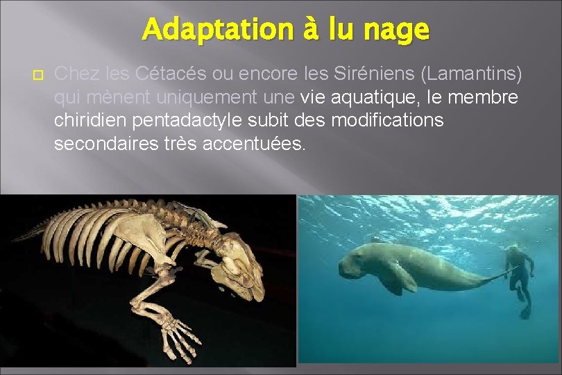 Adaptation à lu nage Chez les Cétacés ou encore les Siréniens (Lamantins) qui mènent Adaptation à lu nage Chez les Cétacés ou encore les Siréniens (Lamantins) qui mènent