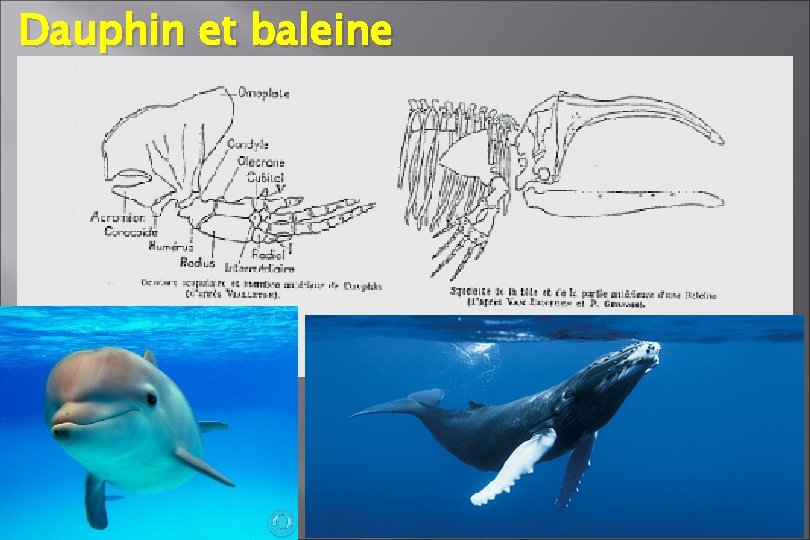 Dauphin et baleine Dauphin et baleine