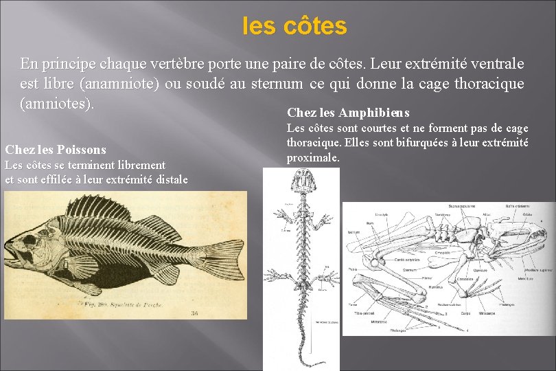 les côtes En principe chaque vertèbre porte une paire de côtes. Leur extrémité ventrale les côtes En principe chaque vertèbre porte une paire de côtes. Leur extrémité ventrale