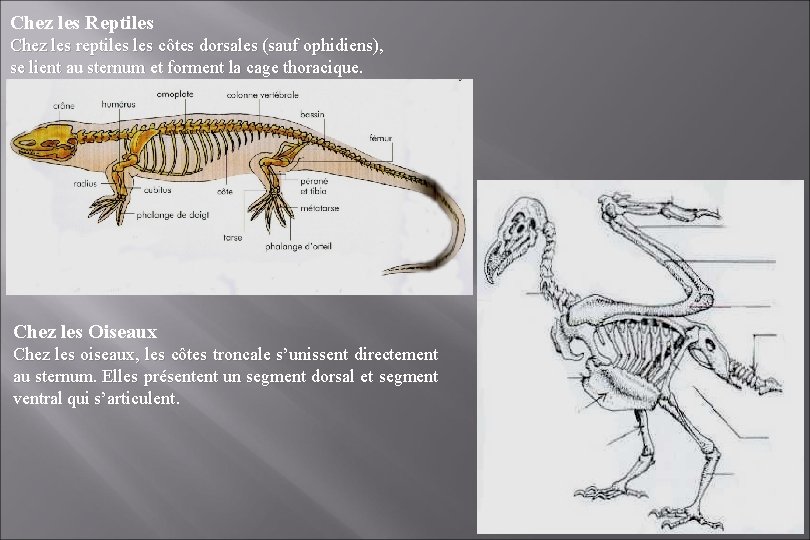 Chez les Reptiles Chez les reptiles côtes dorsales (sauf ophidiens), se lient au sternum Chez les Reptiles Chez les reptiles côtes dorsales (sauf ophidiens), se lient au sternum