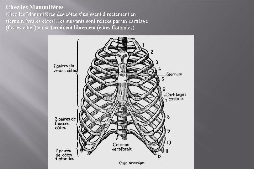 Chez les Mammifères des côtes s’unissent directement en sternum (vraies côtes), les suivants sont Chez les Mammifères des côtes s’unissent directement en sternum (vraies côtes), les suivants sont