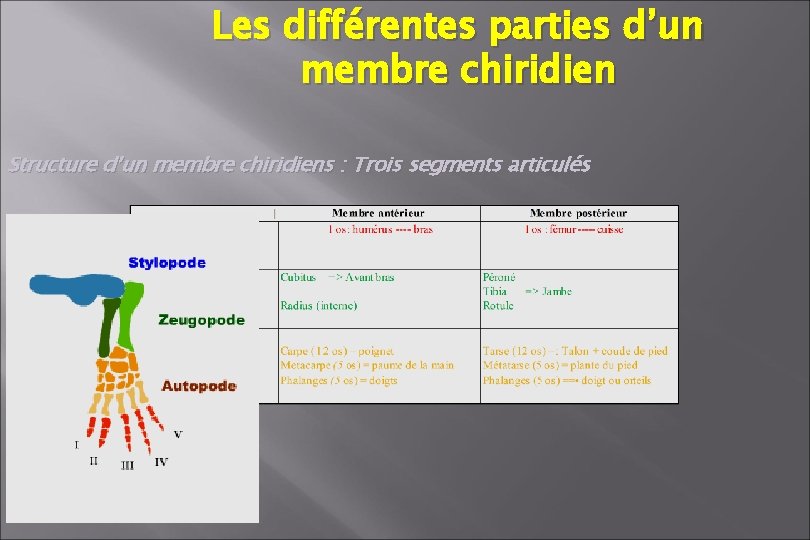 Les différentes parties d’un membre chiridien Structure d’un membre chiridiens : Trois segments articulés Les différentes parties d’un membre chiridien Structure d’un membre chiridiens : Trois segments articulés