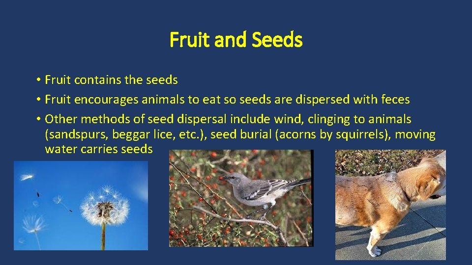 Fruit and Seeds • Fruit contains the seeds • Fruit encourages animals to eat