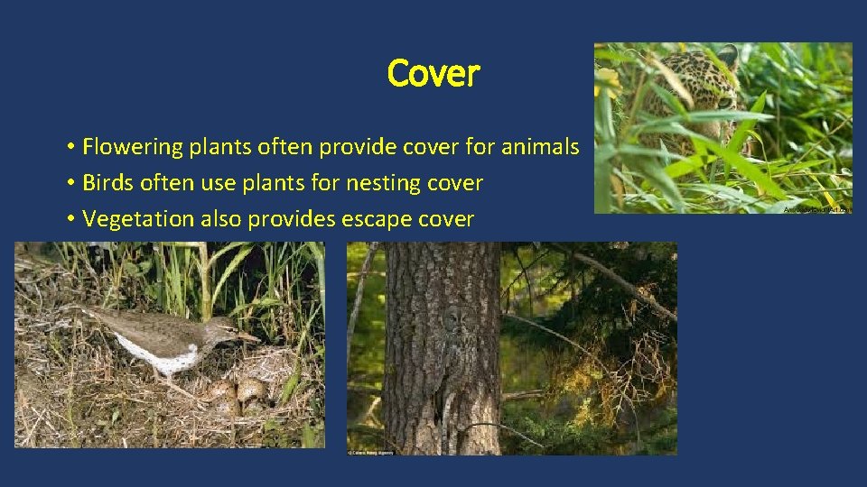 Cover • Flowering plants often provide cover for animals • Birds often use plants