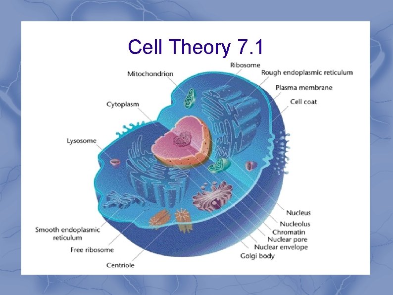 Cell Theory 7. 1 