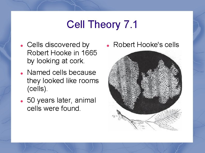 Cell Theory 7. 1 Cells discovered by Robert Hooke in 1665 by looking at