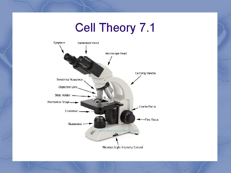 Cell Theory 7. 1 