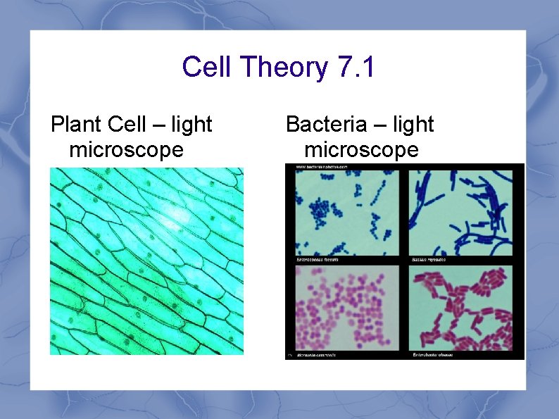 Cell Theory 7. 1 Plant Cell – light microscope Bacteria – light microscope 