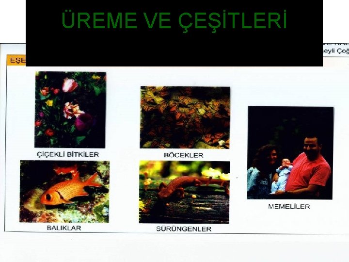 ÜREME VE ÇEŞİTLERİ 