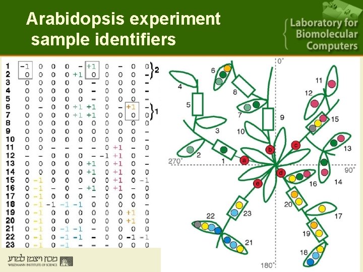 Arabidopsis experiment sample identifiers 