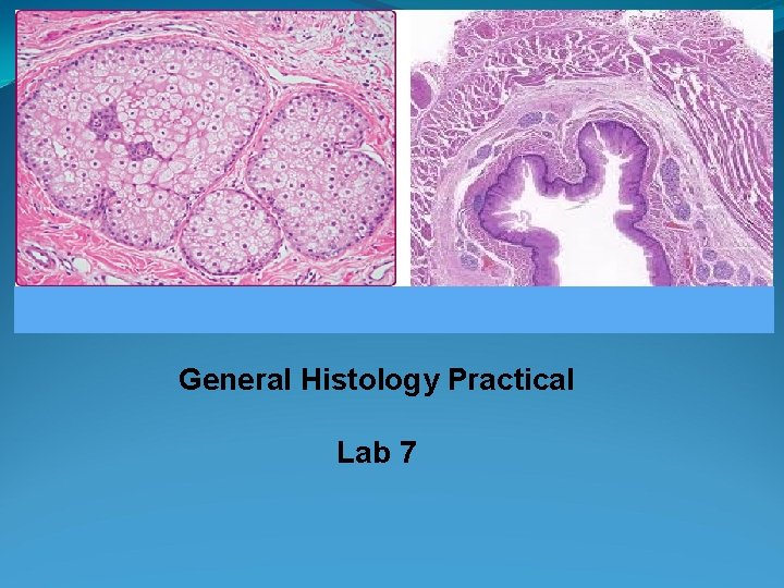 General Histology Practical Lab 7 