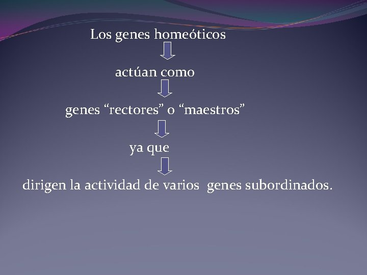 Los genes homeóticos actúan como genes “rectores” o “maestros” ya que dirigen la actividad Los genes homeóticos actúan como genes “rectores” o “maestros” ya que dirigen la actividad