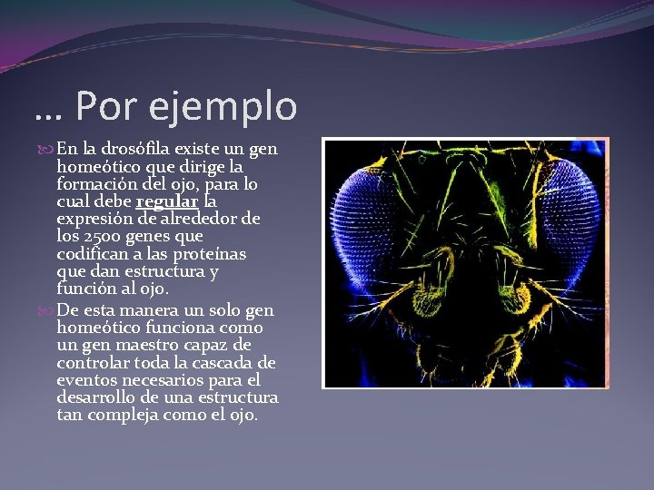 … Por ejemplo En la drosófila existe un gen homeótico que dirige la formación … Por ejemplo En la drosófila existe un gen homeótico que dirige la formación