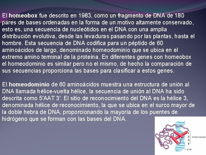 El homeobox fue descrito en 1983, como un fragmento de DNA de 180 pares El homeobox fue descrito en 1983, como un fragmento de DNA de 180 pares
