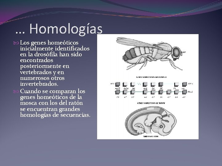 … Homologías Los genes homeóticos inicialmente identificados en la drosófila han sido encontrados posteriormente … Homologías Los genes homeóticos inicialmente identificados en la drosófila han sido encontrados posteriormente