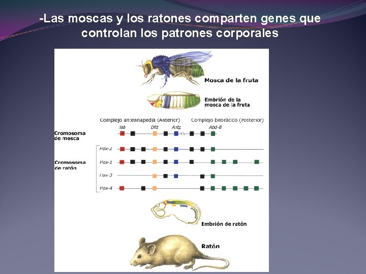 -Las moscas y los ratones comparten genes que controlan los patrones corporales -Las moscas y los ratones comparten genes que controlan los patrones corporales