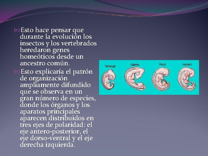 Esto hace pensar que durante la evolución los insectos y los vertebrados heredaron Esto hace pensar que durante la evolución los insectos y los vertebrados heredaron