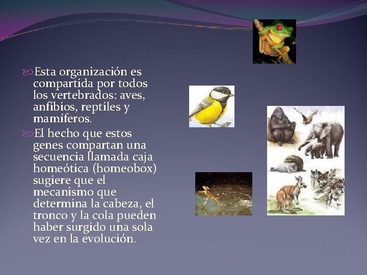 Esta organización es compartida por todos los vertebrados: aves, anfibios, reptiles y mamíferos. Esta organización es compartida por todos los vertebrados: aves, anfibios, reptiles y mamíferos.