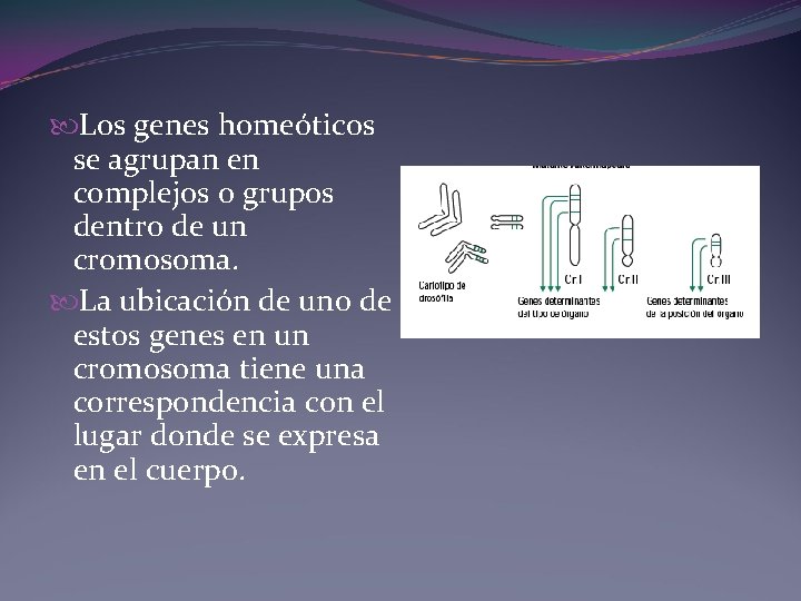 Los genes homeóticos se agrupan en complejos o grupos dentro de un cromosoma. Los genes homeóticos se agrupan en complejos o grupos dentro de un cromosoma.