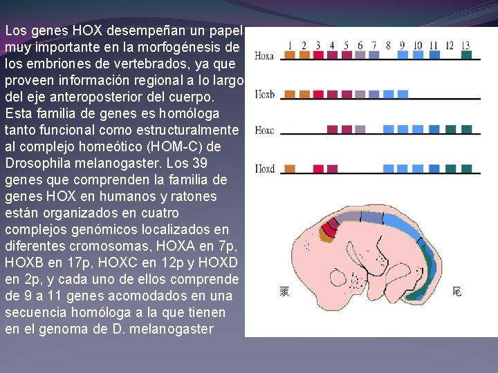 Los genes HOX desempeñan un papel muy importante en la morfogénesis de los embriones Los genes HOX desempeñan un papel muy importante en la morfogénesis de los embriones