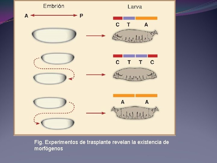 Fig. Experimentos de trasplante revelan la existencia de morfógenos Fig. Experimentos de trasplante revelan la existencia de morfógenos