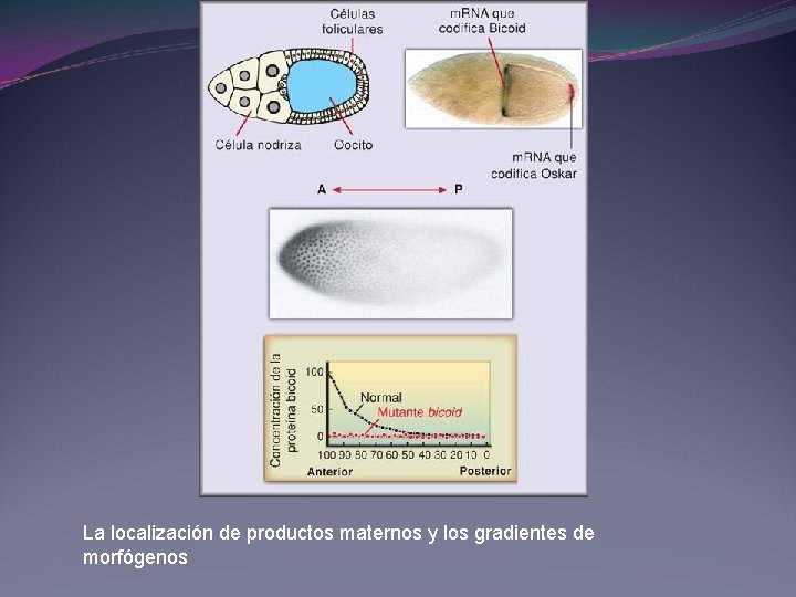 La localización de productos maternos y los gradientes de morfógenos La localización de productos maternos y los gradientes de morfógenos