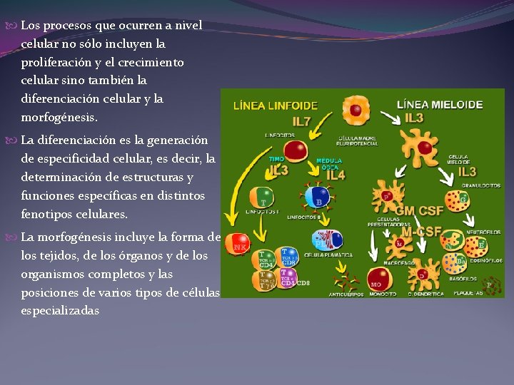 Los procesos que ocurren a nivel celular no sólo incluyen la proliferación y Los procesos que ocurren a nivel celular no sólo incluyen la proliferación y