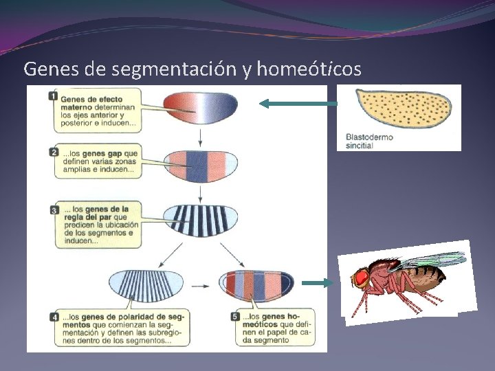 Genes de segmentación y homeóticos Genes de segmentación y homeóticos