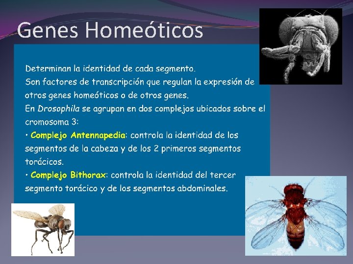 Genes Homeóticos Genes Homeóticos