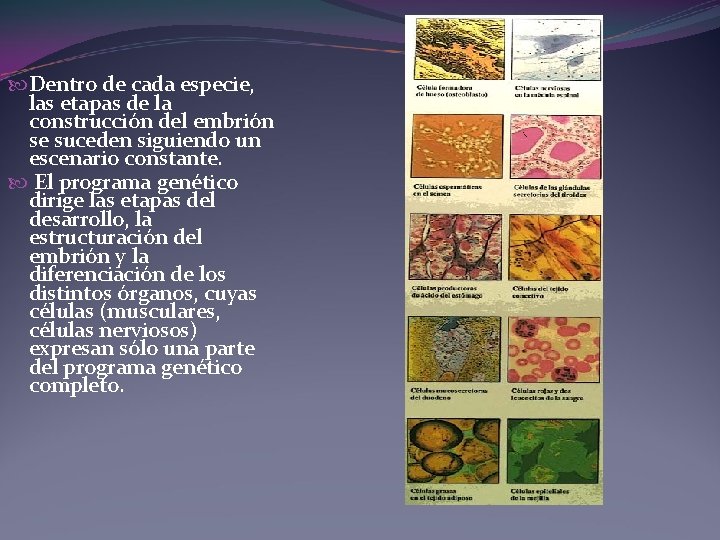 Dentro de cada especie, las etapas de la construcción del embrión se suceden Dentro de cada especie, las etapas de la construcción del embrión se suceden